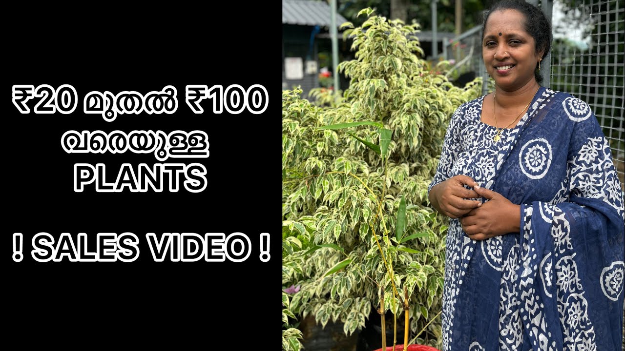 ₹20 മുതൽ ₹100വരെയുള്ള PLANTS || Sales Video || Pathanamthitta || R-Perunad