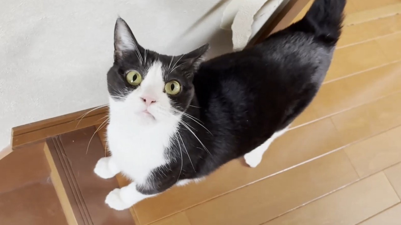 お母さんのことが大好きでついつい追いかけ回してしまう猫