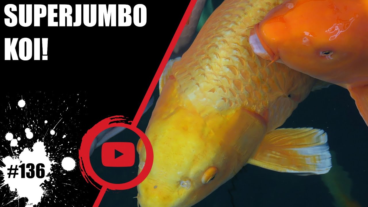 Koiteichblog [136] ★ Superjumbo Koi