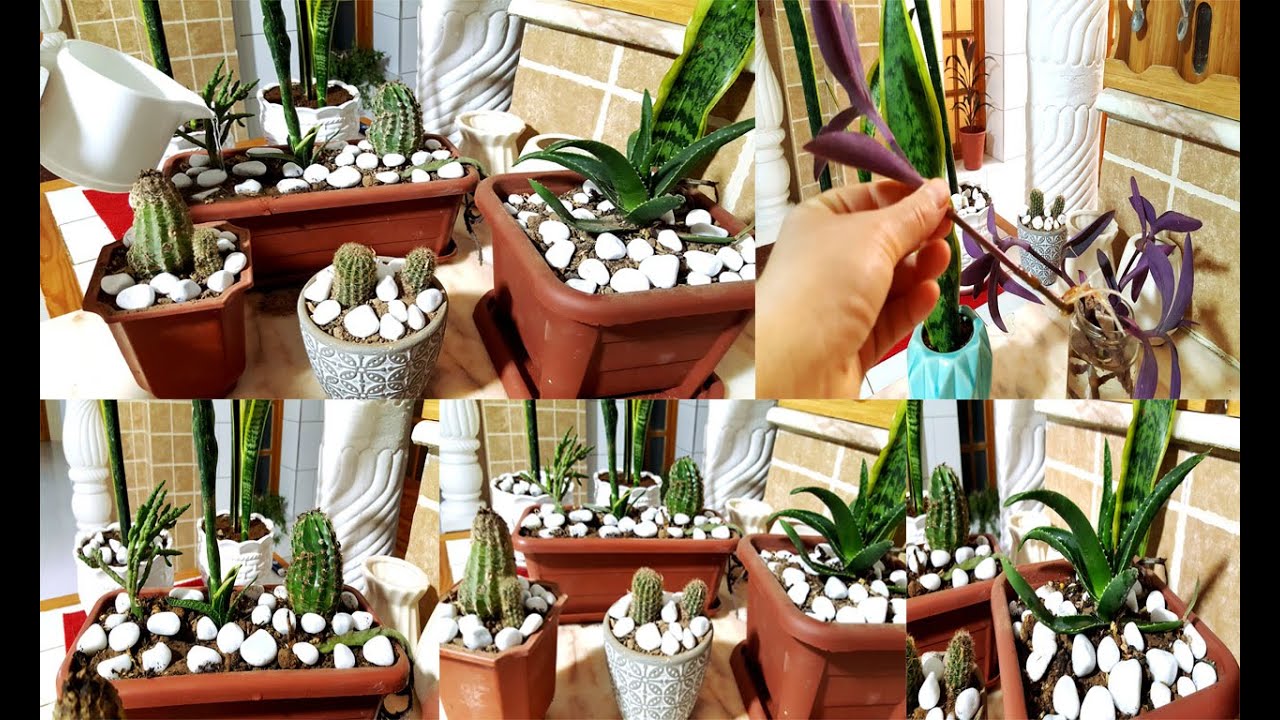 نبتات الزينة المنزلية لا تحتاج عناية 🌷🌱اجعلي بيتك جنة كبيتي