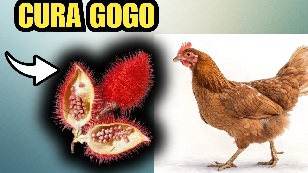 BASTA UMA COLHERINHA E ADEUS GOGO NAS GALINHAS - colorau 