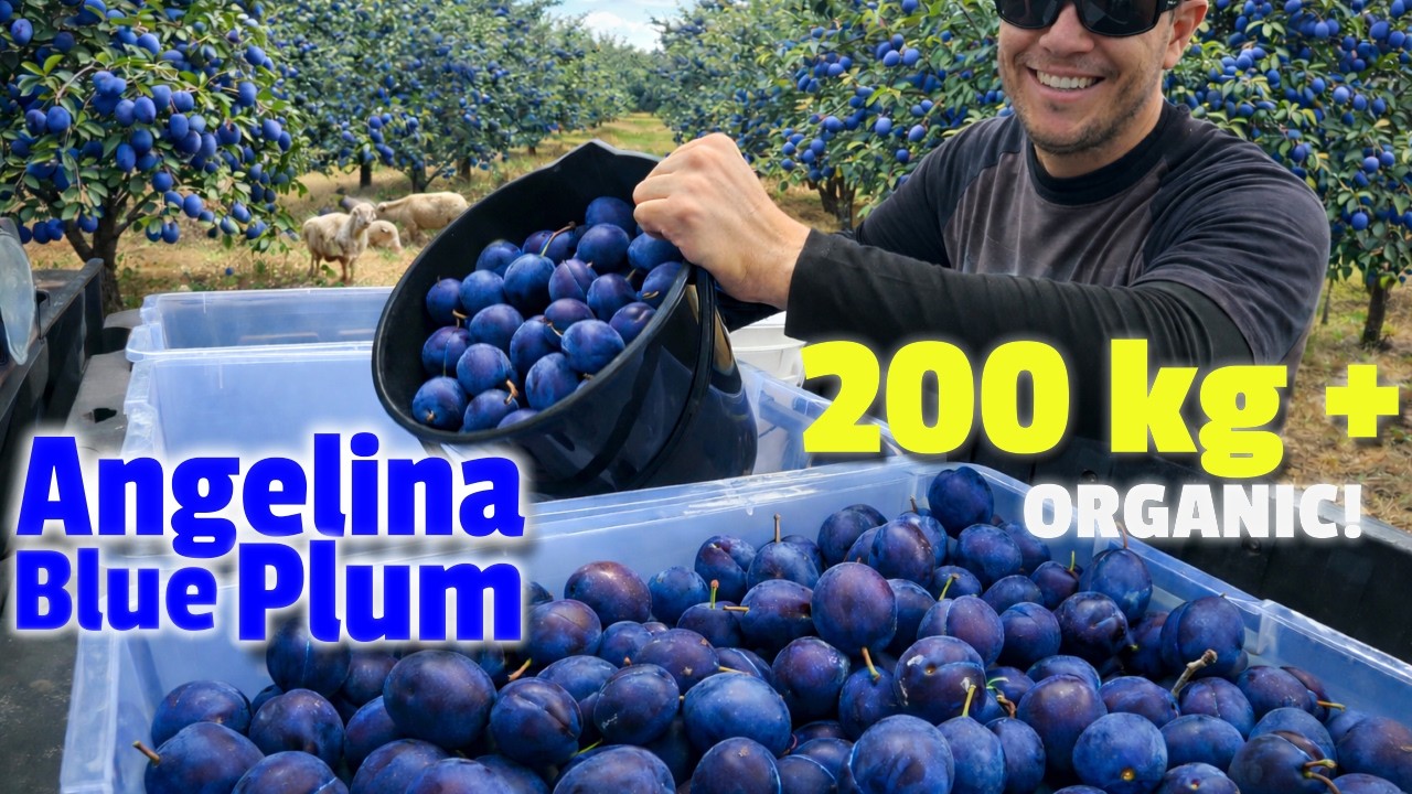 Harvesting 200KG Of Blue Plum (Angelina) Home Grown! Sweet and Ripe