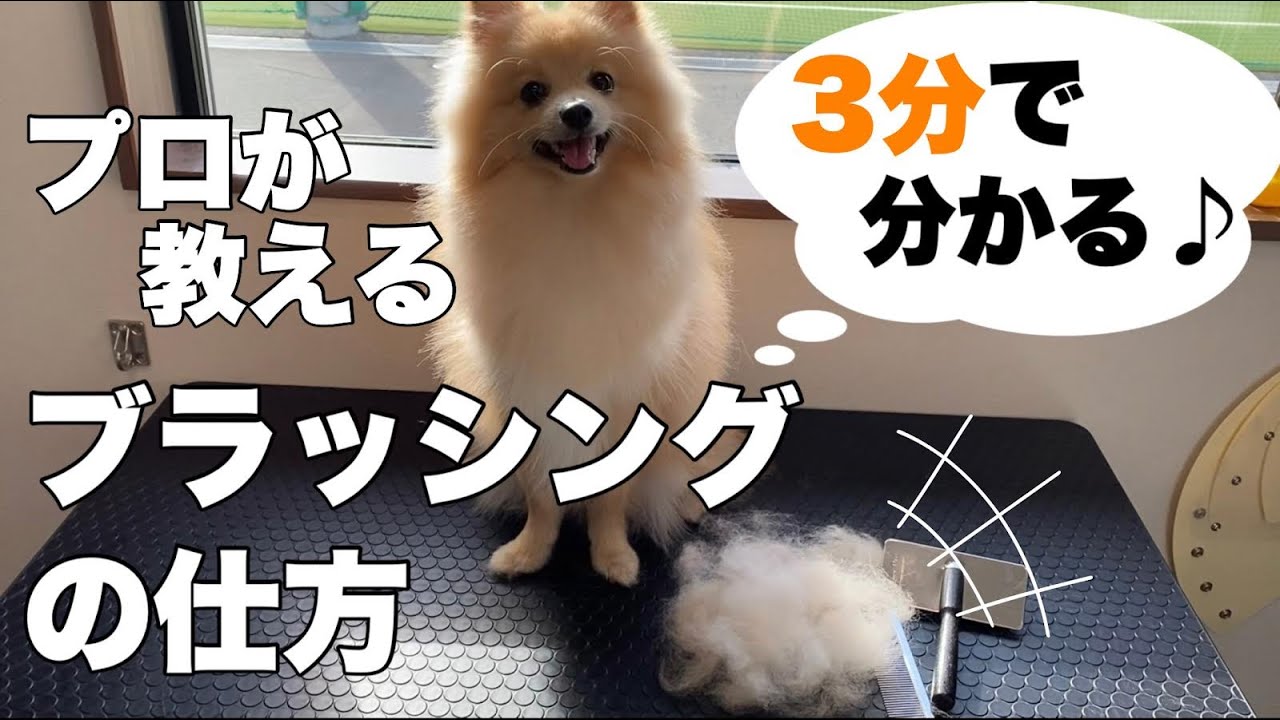 プロが教えるブラッシングの仕方！
