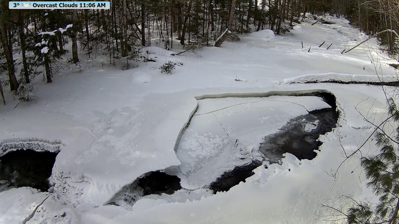 Live  McCaslin Brook Wildlife Frenzy | Nicolet National Forest 24/7