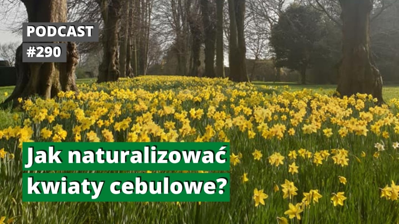 296. Jak naturalizować kwiaty cebulowe? Podcast