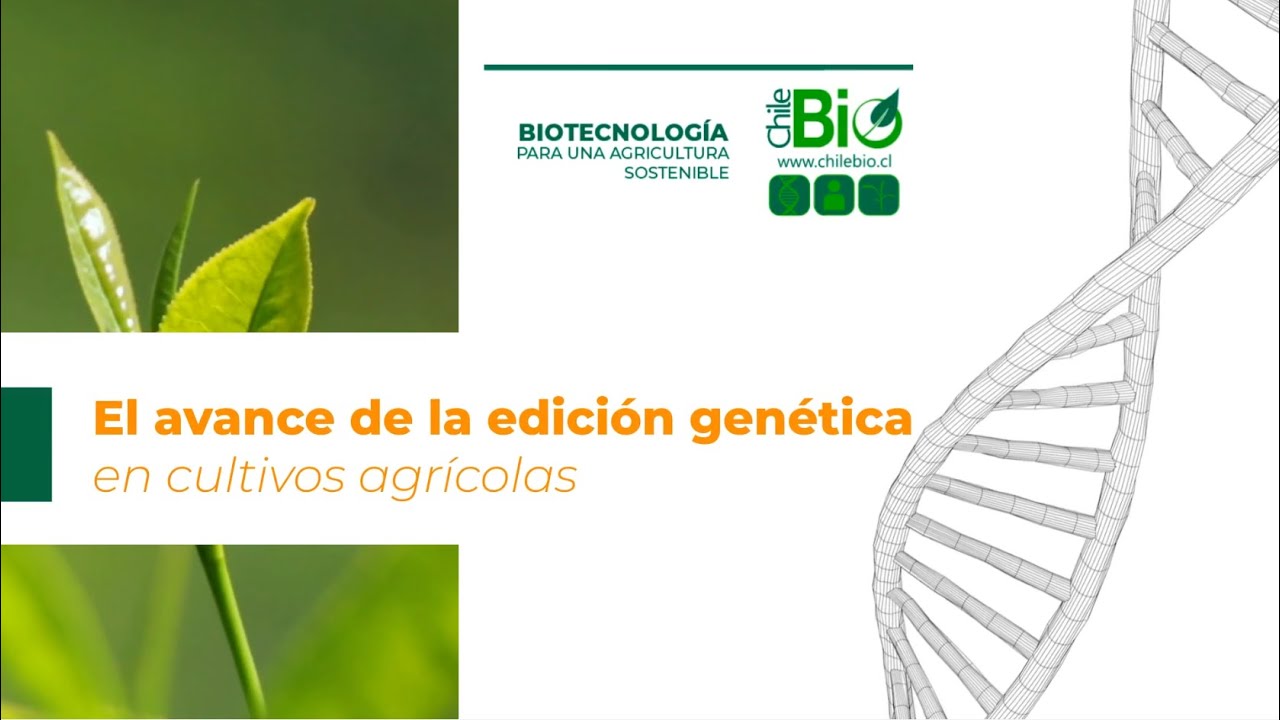 El avance de la edición genética en cultivos agrícolas