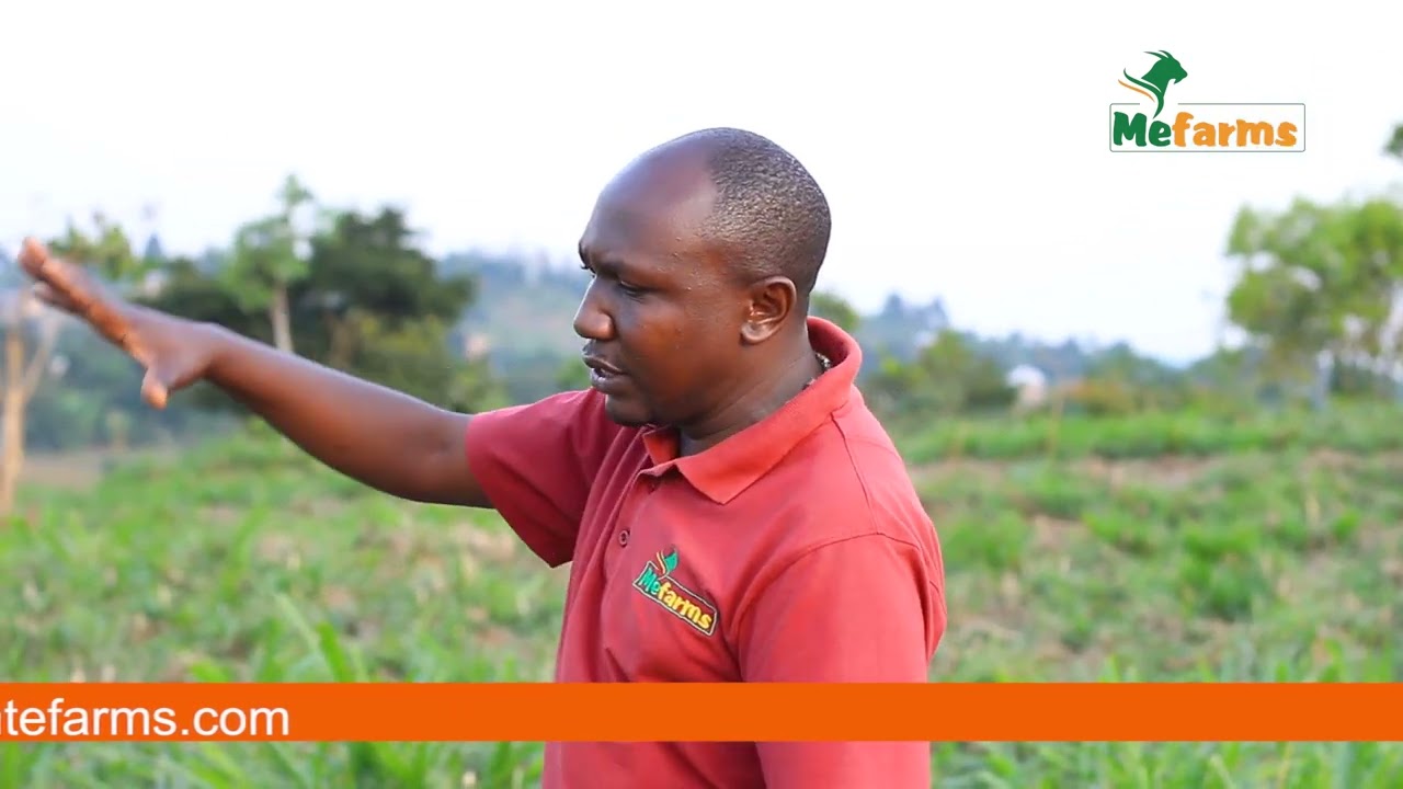 How to add Value to Goat Manure-Improve Farm Productivity & Incomes
