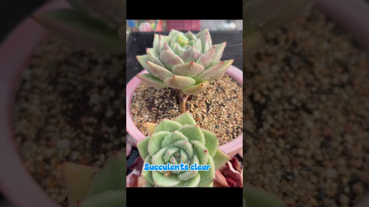 Removing Old Leaves for Relaxation 🌿ASMR Succulent clear 2026❤️