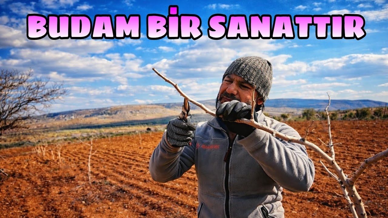 MUHTAR HASAN'IN BUDAM EĞİTİMİ... DOĞRU BUDAMA MAKASI NEYE GORE SEÇİLMELİ...