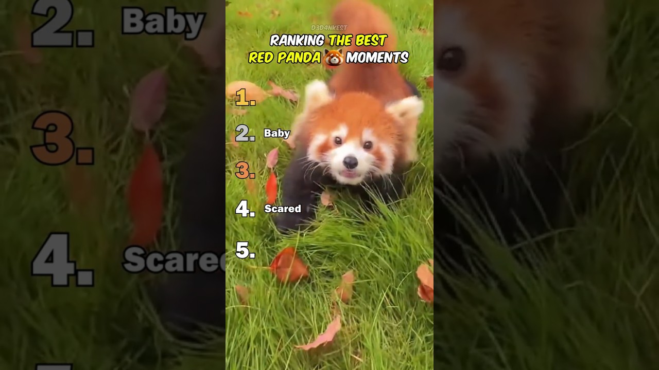 Ranking Best Red Panda Moments