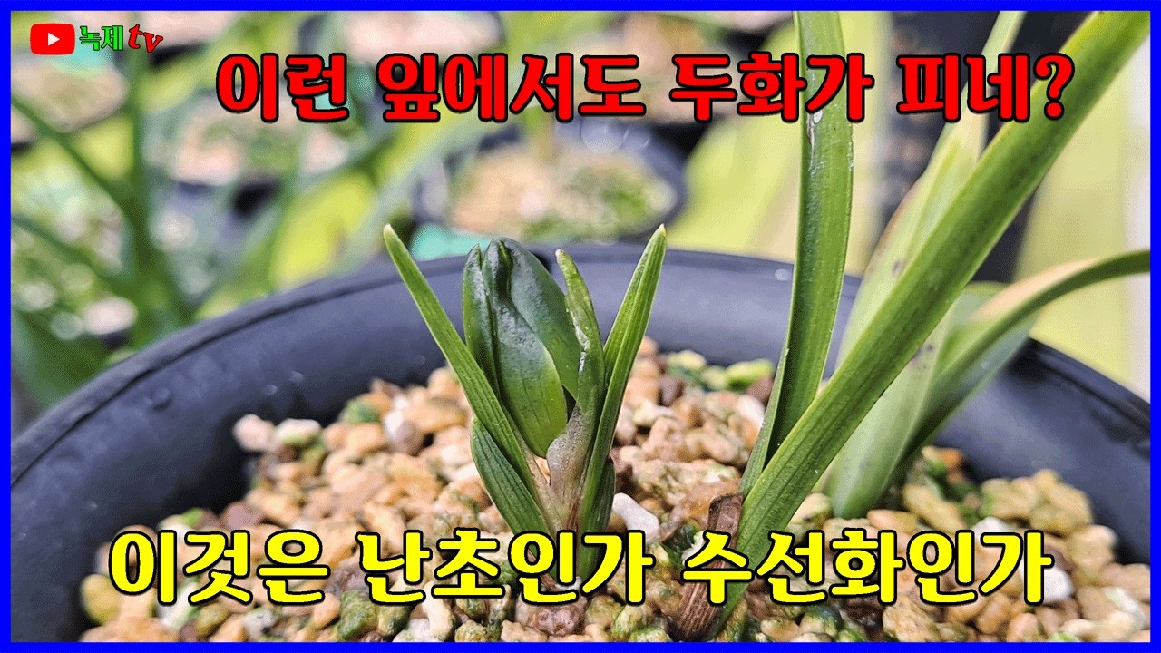 이런 잎에서도 두화가 피네?
