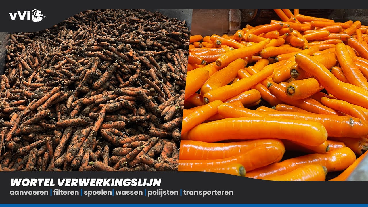 Wortel Verwerking | Was- en Polijstlijn | van Velzen innovation B.V.