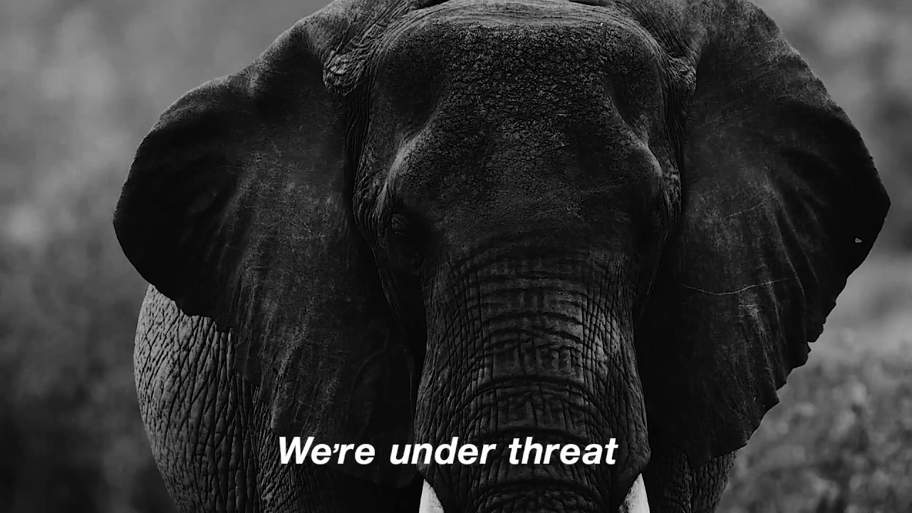 Say Hello in Elephant | Sheldrick Trust