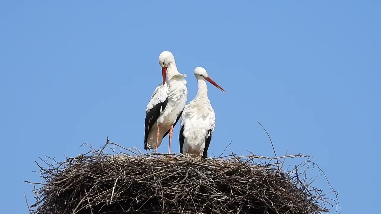 White storks in Denmark Rens 9. marts 2026