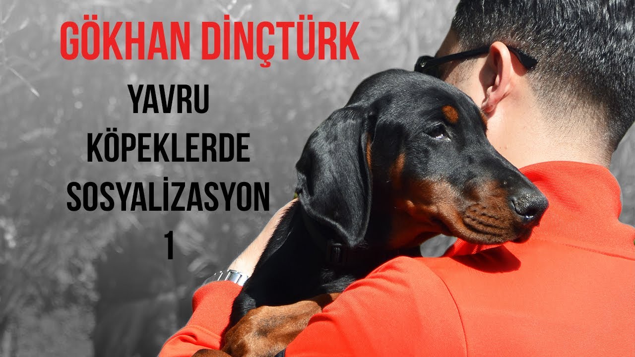 Yavru Köpeklerde Sosyalizasyon 1
