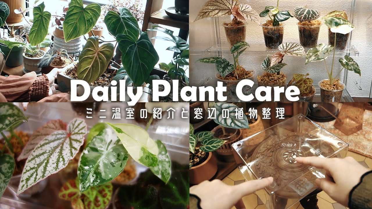 【観葉植物】ミニ温室の紹介と窓辺の植物整理丨Daisoダイソー丨インテリアグリーン丨トラディスカンティア丨plant collection丨house plants🌱