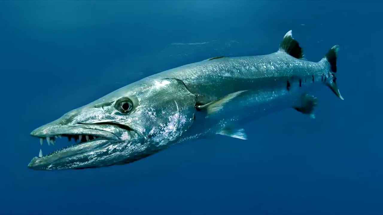 При каких условиях нападает на человека Большая барракуда (Great barracuda) &mdash; Sphyraena barracuda ?
