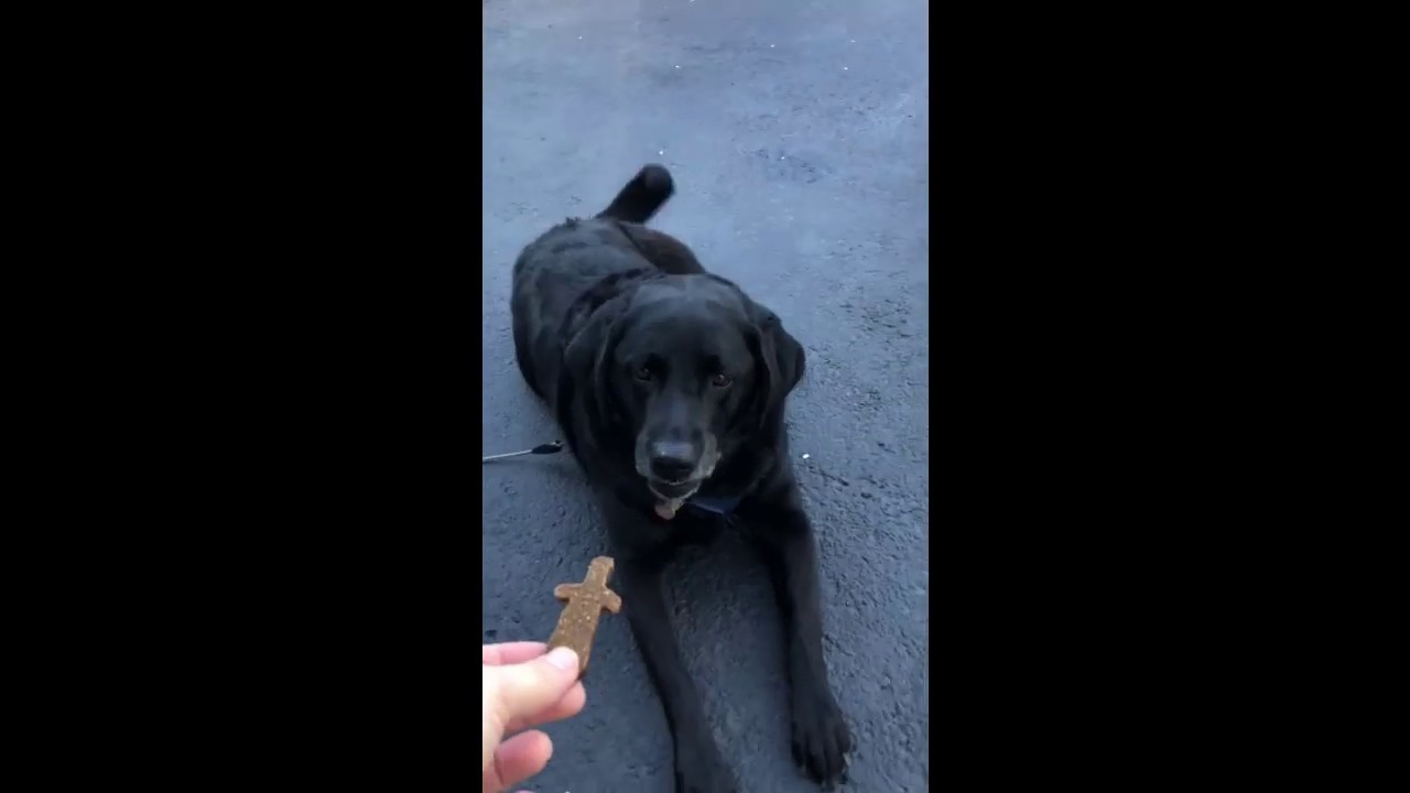 📷 VLOG #1 - My Humble attempt at my first vlog!!  Barkbox time!! 🐾