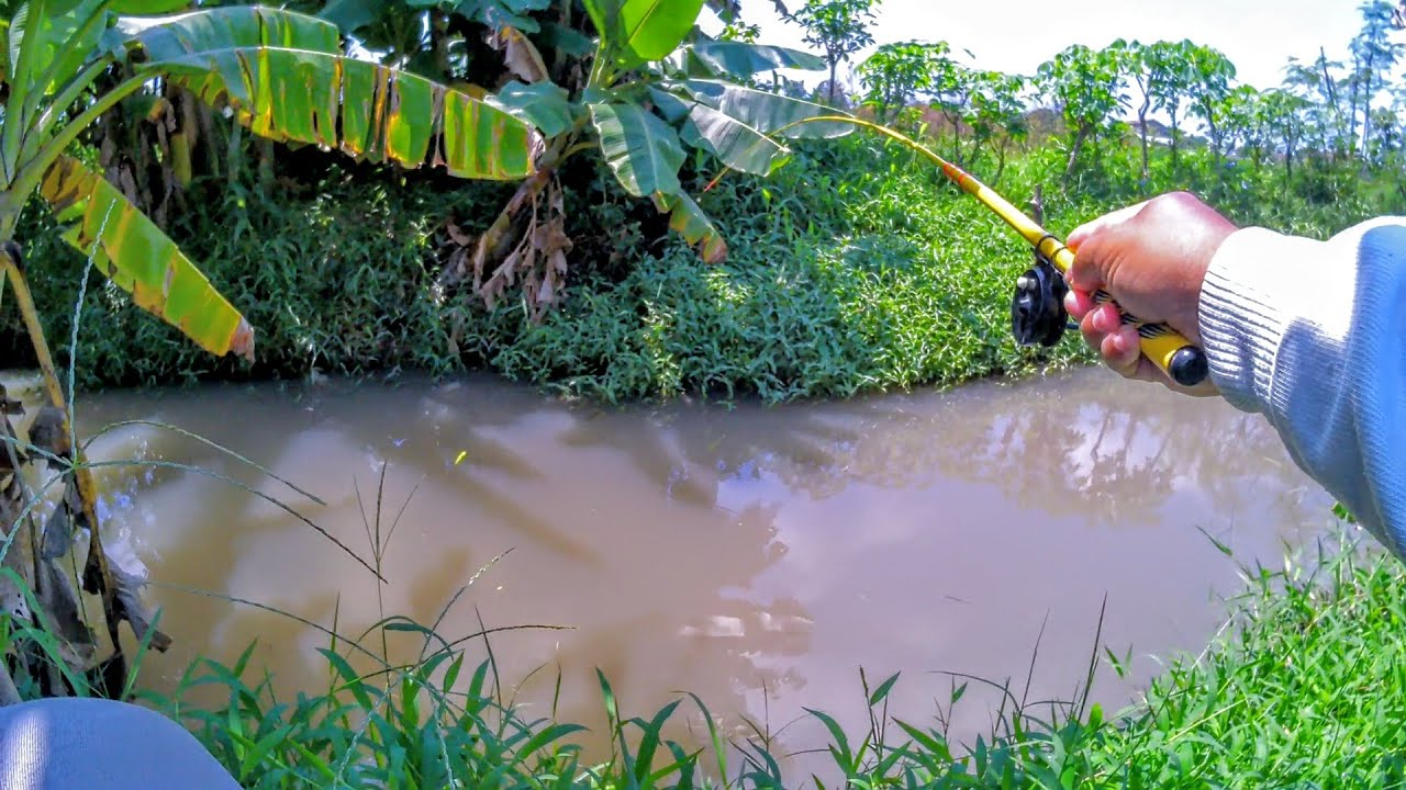 Mancing wader teknik kumbul umpan rasbora wangi!!