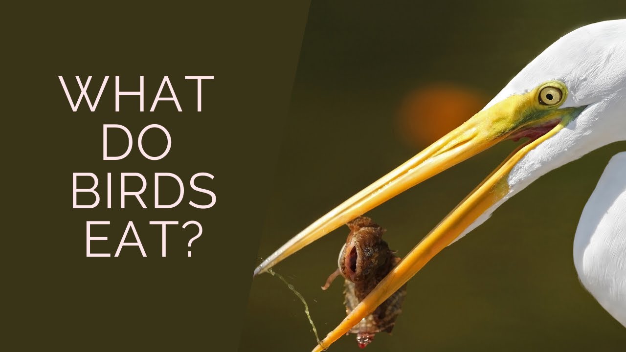 Bird Beaks!  What do Birds Eat?