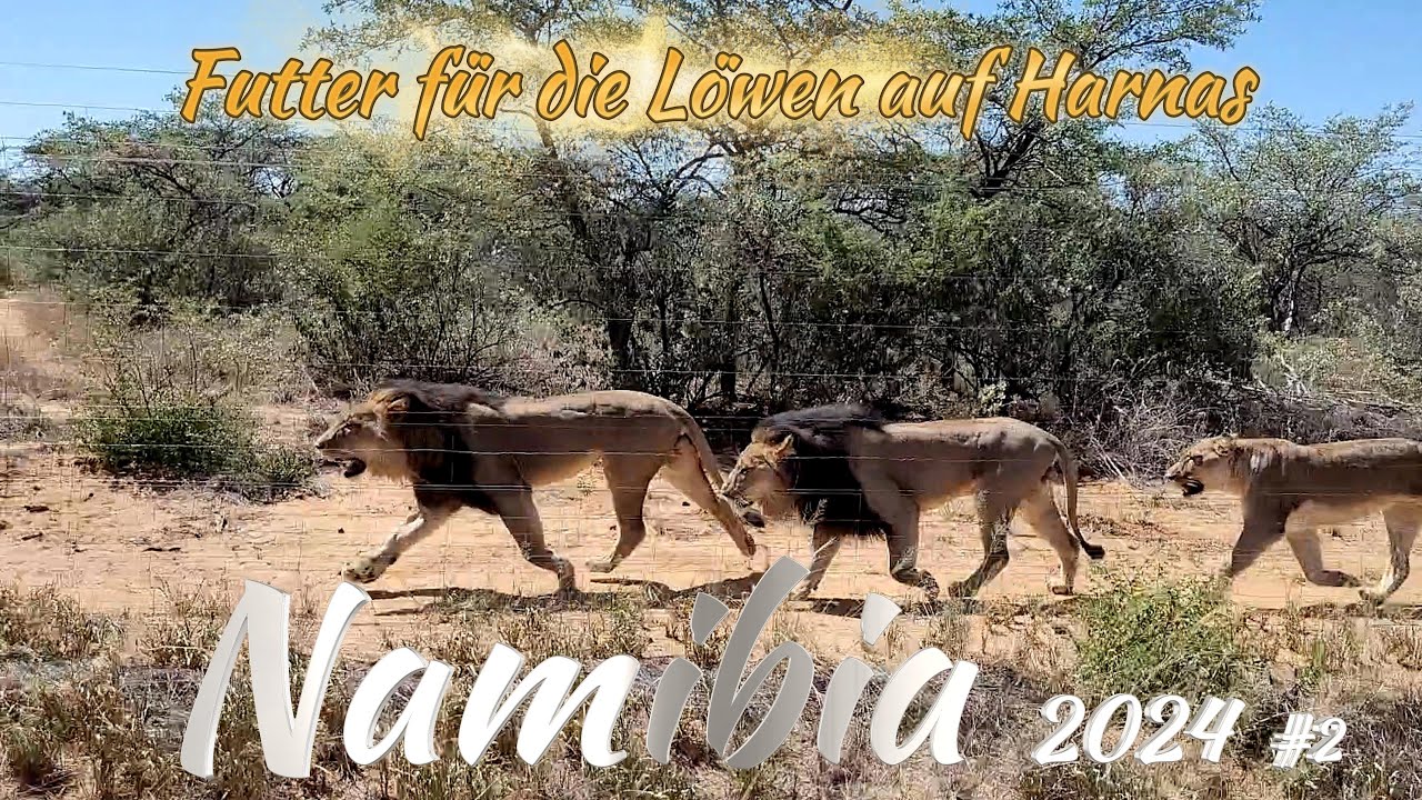 NamBoZi 2024 #2 - Futter für die Löwen?  - Harnas Wildlife Foundation Namibia
