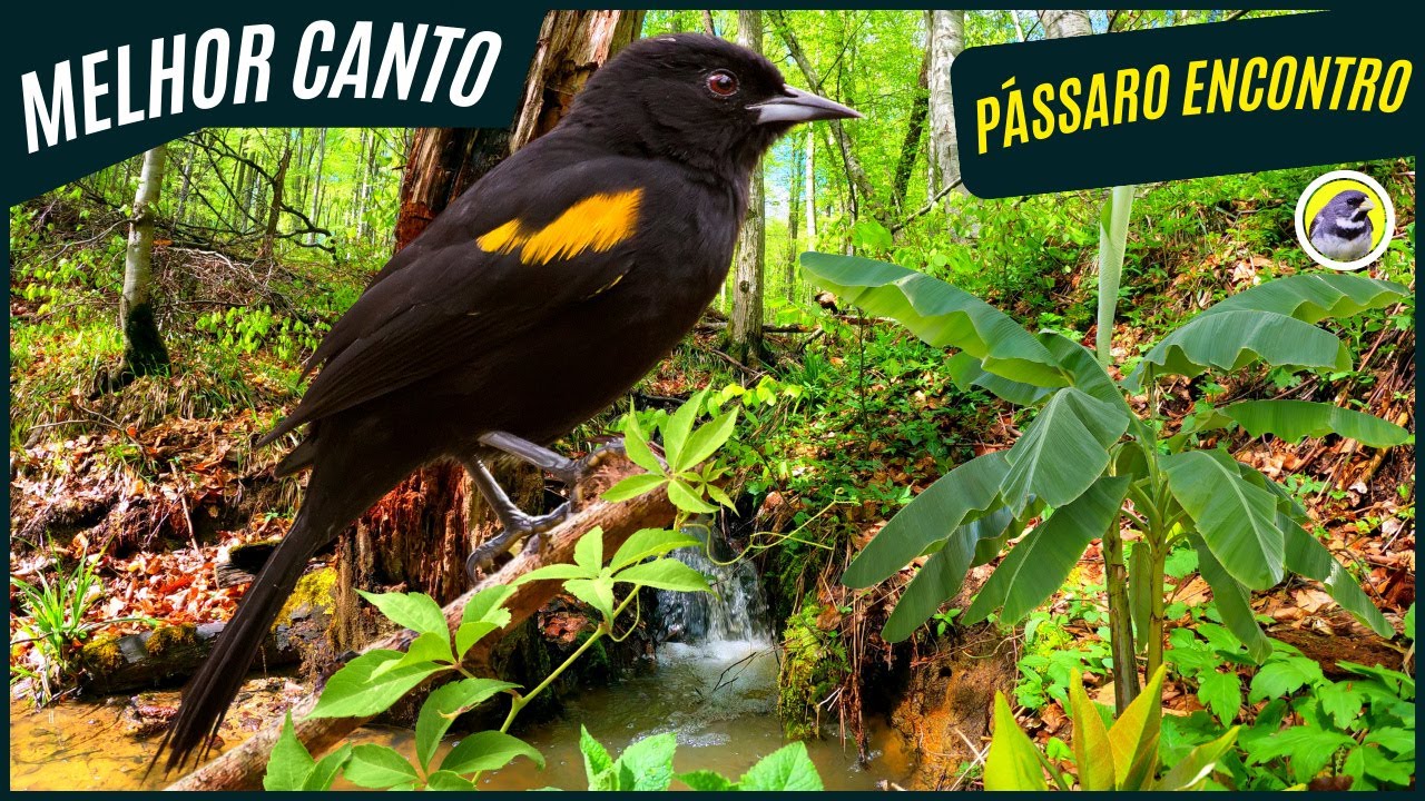 🐦 Meia Hora Melhor Canto Do Pássaro Encontro, Primavera, Pega┃Sons Da Natureza 🎶