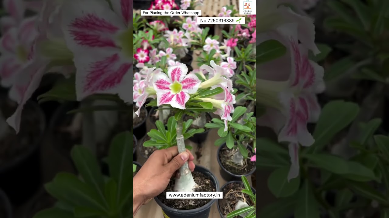 Rare Latest Variety Adenium Plant Online Sale 🔥 #adenium #plants #flowers #garden