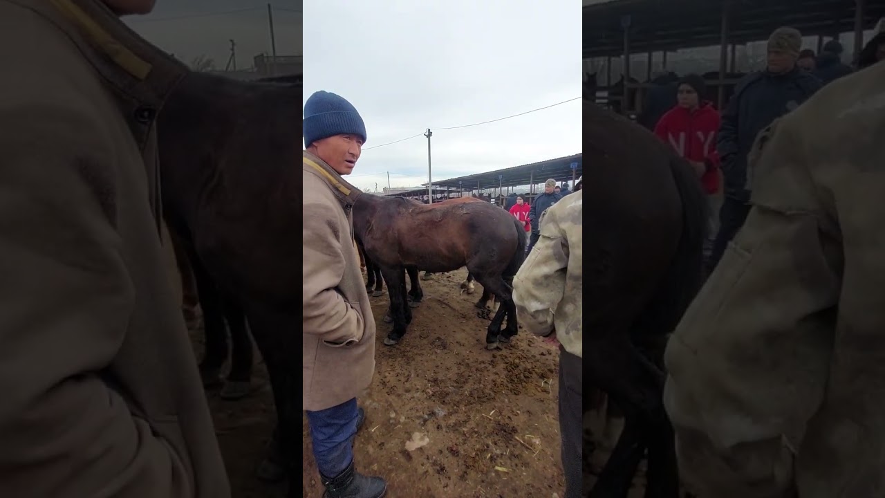 Узынагаш мал базары жылкылар 