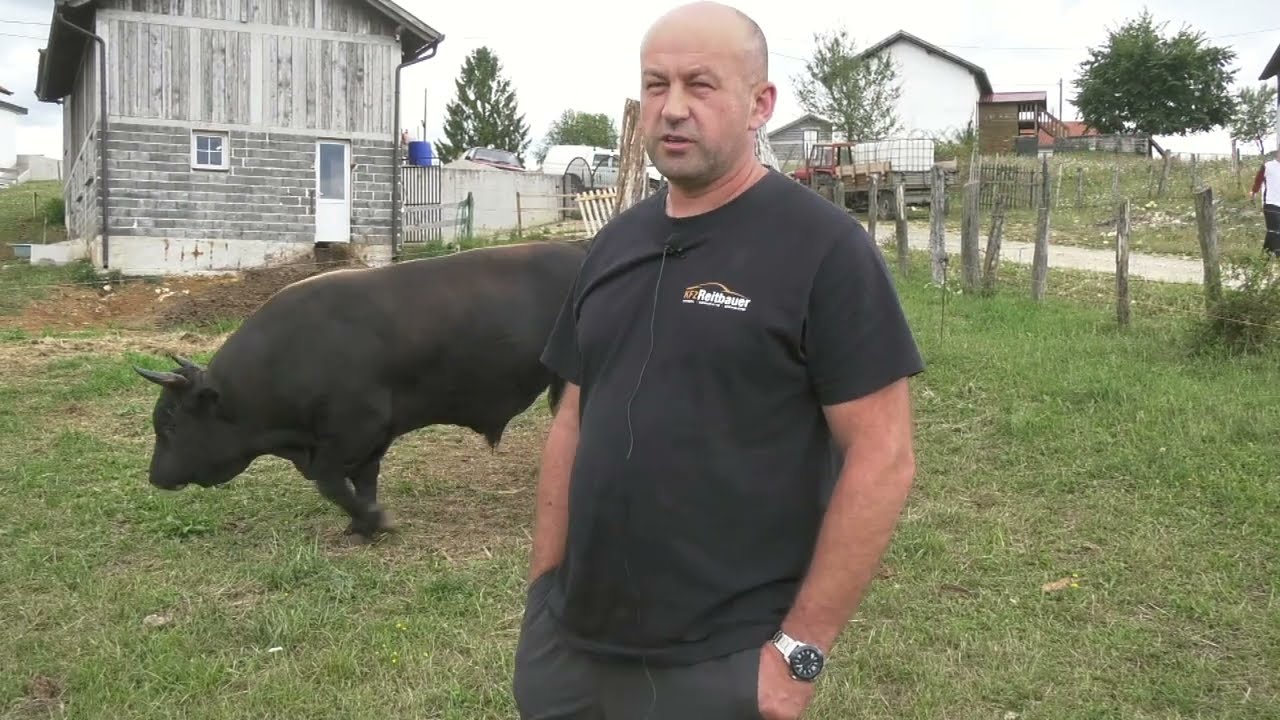 - TRI MUJINA BIKA OD ADISA OMIĆA SPREMNI ZA KORIDE