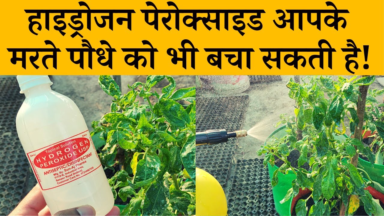 हाइड्रोजन परॉक्साइड आपके मरते पौधे को भी बचा सकती है! Hydrogen Peroxide Uses For Plants In Hindi
