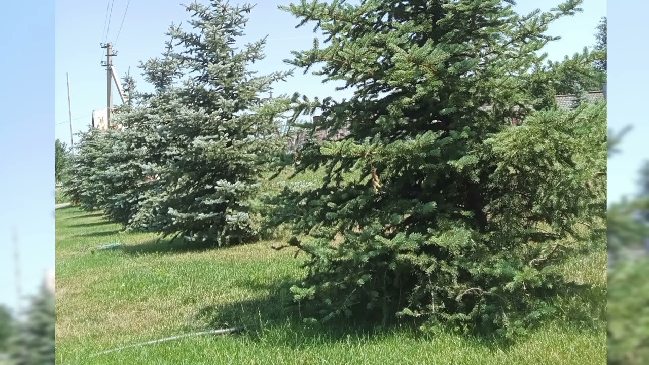 Жертвалықтан шығу Медитациясы
