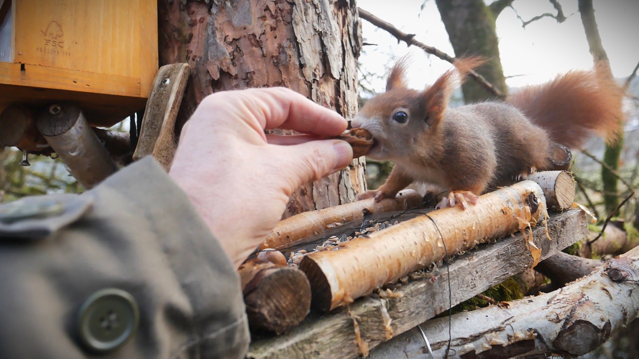 Eichhörnchen fressen aus der Hand