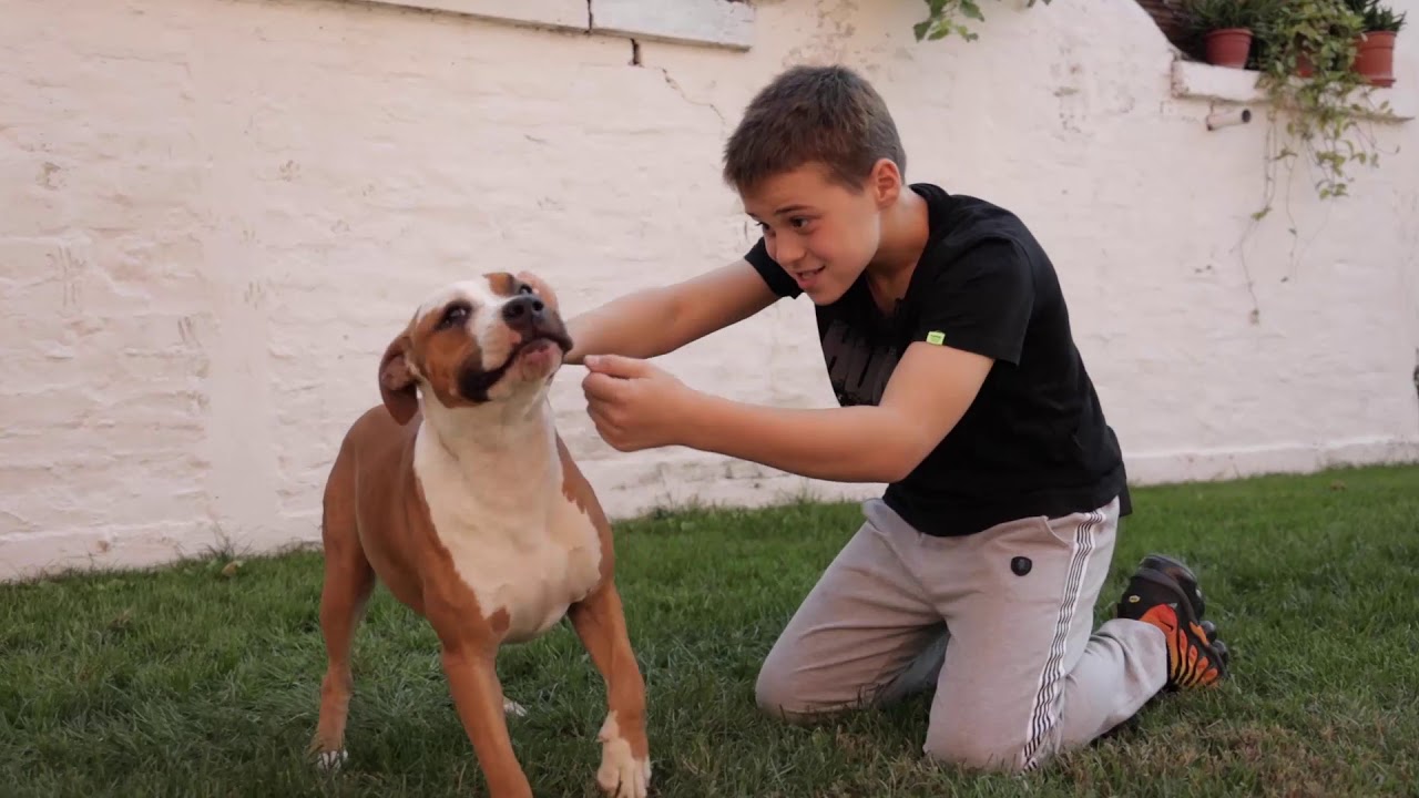 Moj ljubimac ep.8 - Američki staford terijer - 31.10.2019.