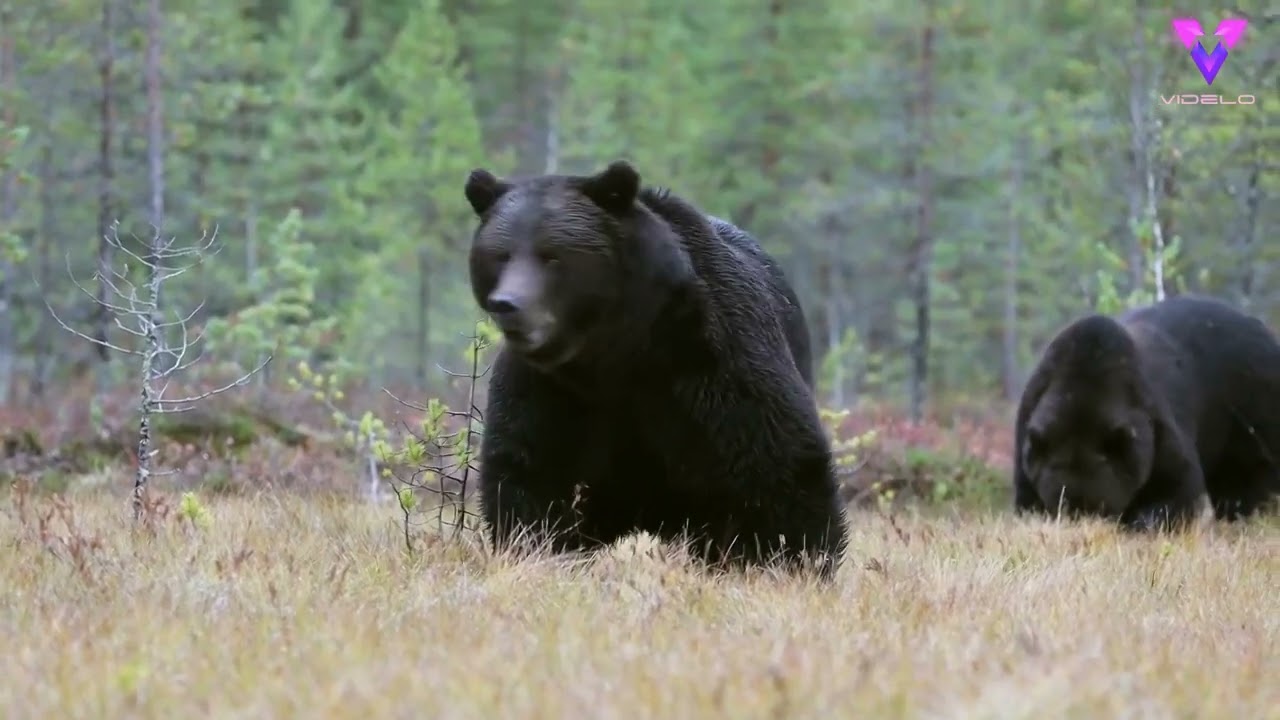 Impresionante la lucha de dos osos en Finlandia por comida