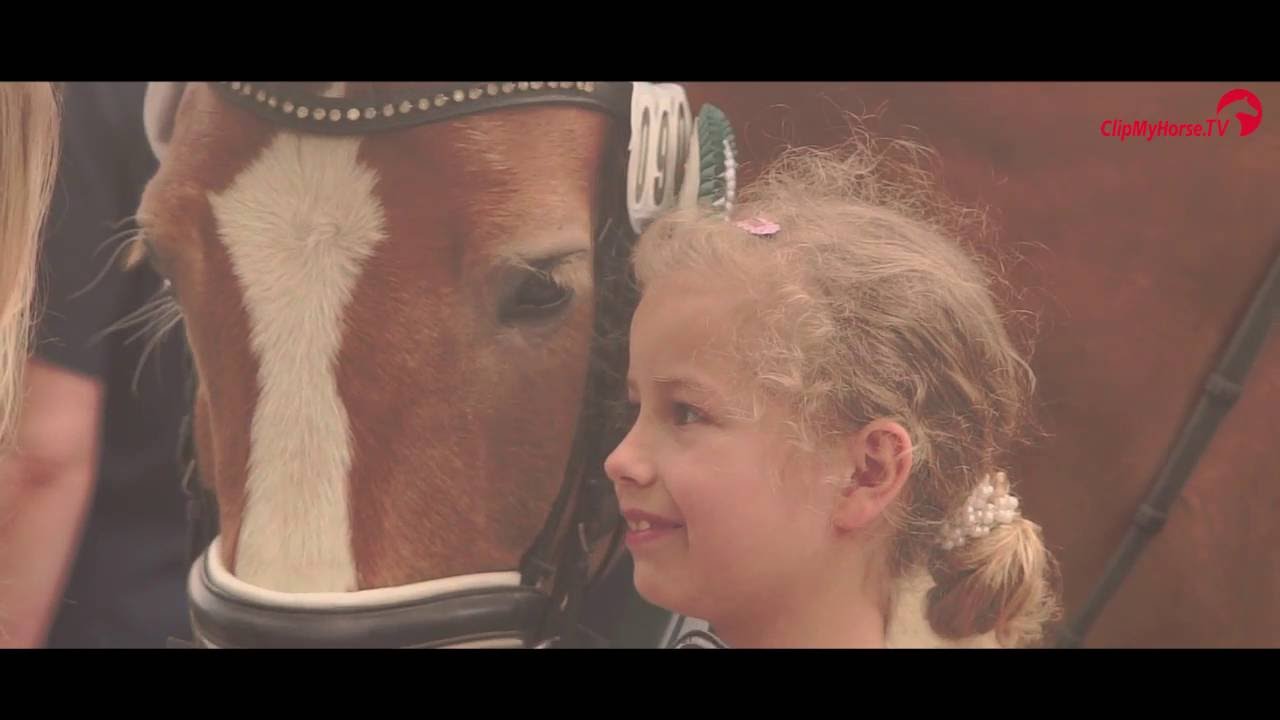 2. Haflingerturnier | Impressionen | Altenstadt | 2016