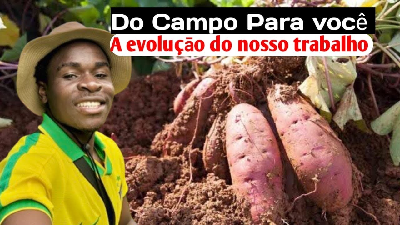 Do Plantio à Obra: Atualização Geral do Nosso Sonho