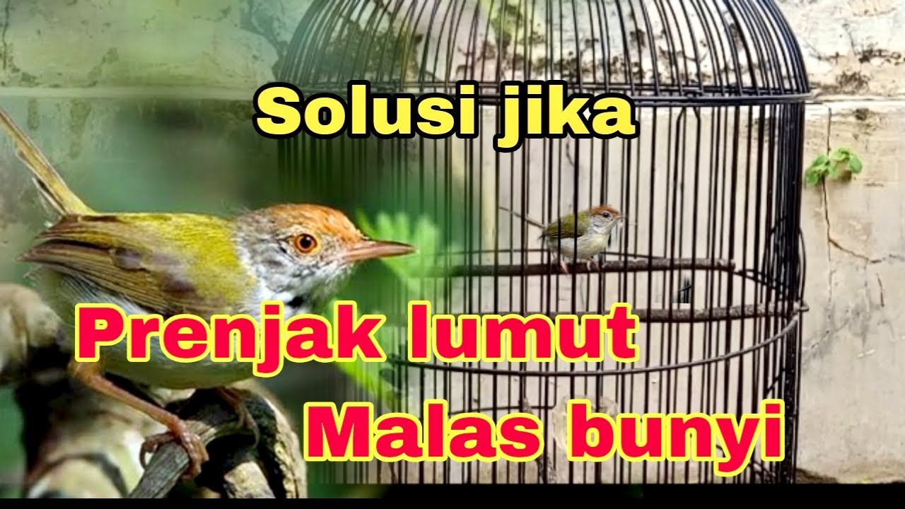 Cara mengatasi prenjak lumut yang malas bunyi agar cepat gacor