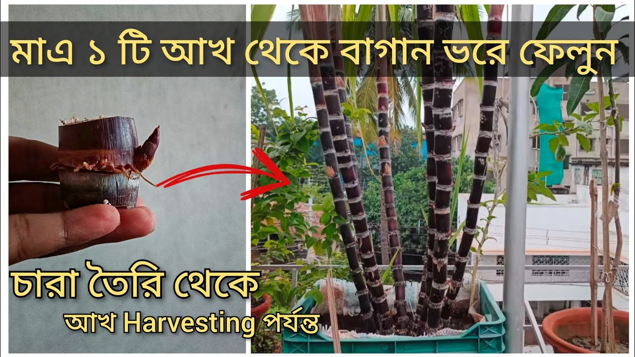 সহজেই কালো আখ চাষ করূন ছাদে/মাটিতে। চারা তৈরি করা থেকে Harvesting পর্যন্ত A to Z পরিচর্যা। #viral