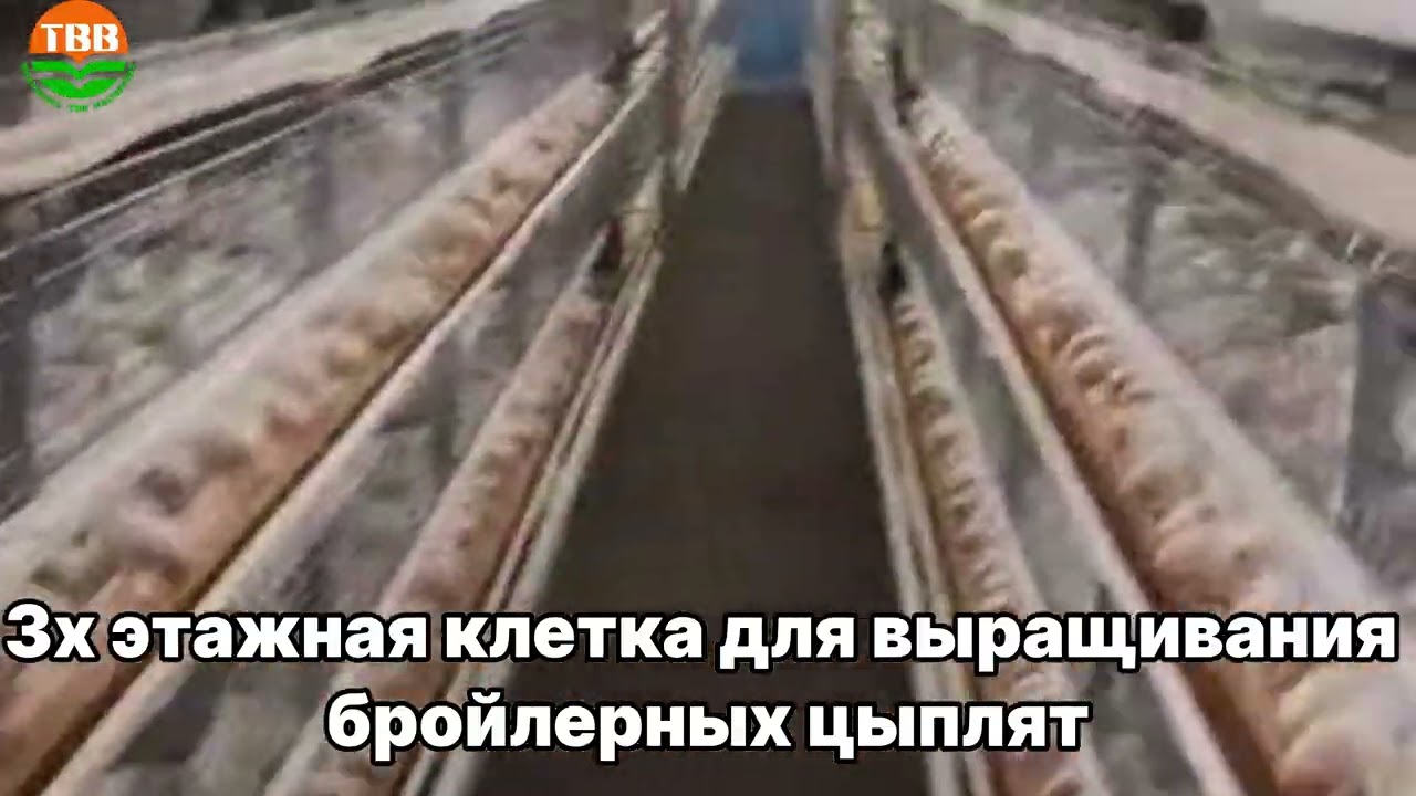 Современная птицеферма в Зафарободе: Обзор 3-х этажных клеток для бройлеров от TBB