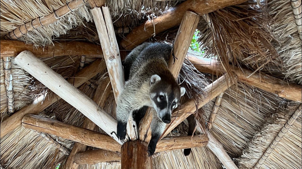 Grand Sirenis Riviera Maya Resort And Spa Animals! Watch Full Video For Bonus Tips!