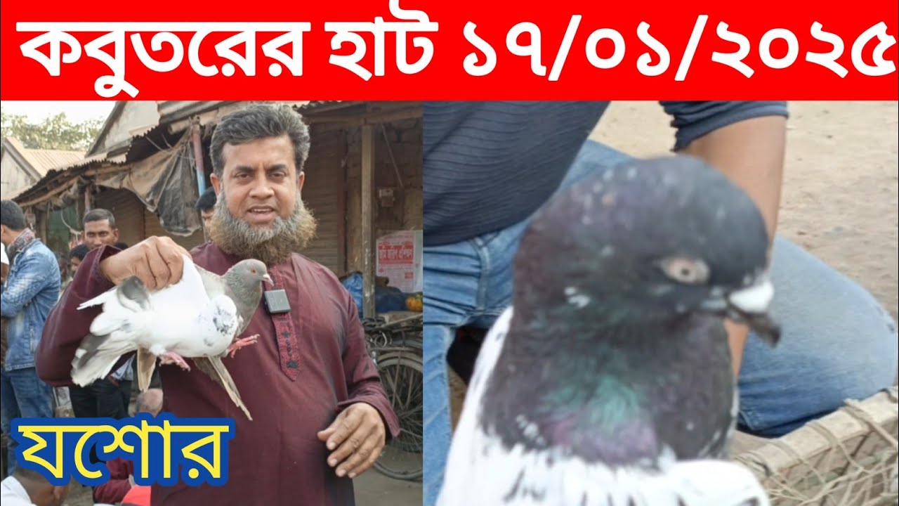 January 17, 2025 চুড়ামন কাটি হাটের কবুতরের দরদাম।। যশোর