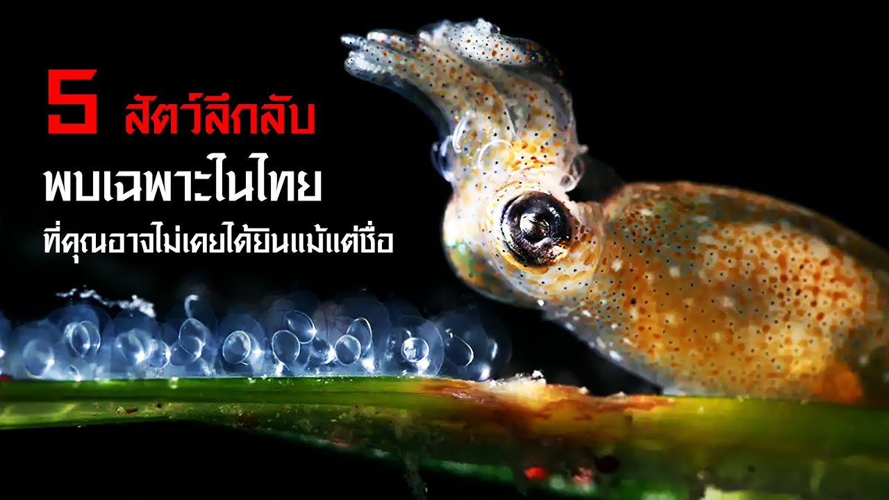 5 สัตว์ลึกลับ (พบเฉพาะในไทย) ที่คุณอาจไม่เคยได้ยินชื่อด้วยซ้ำ