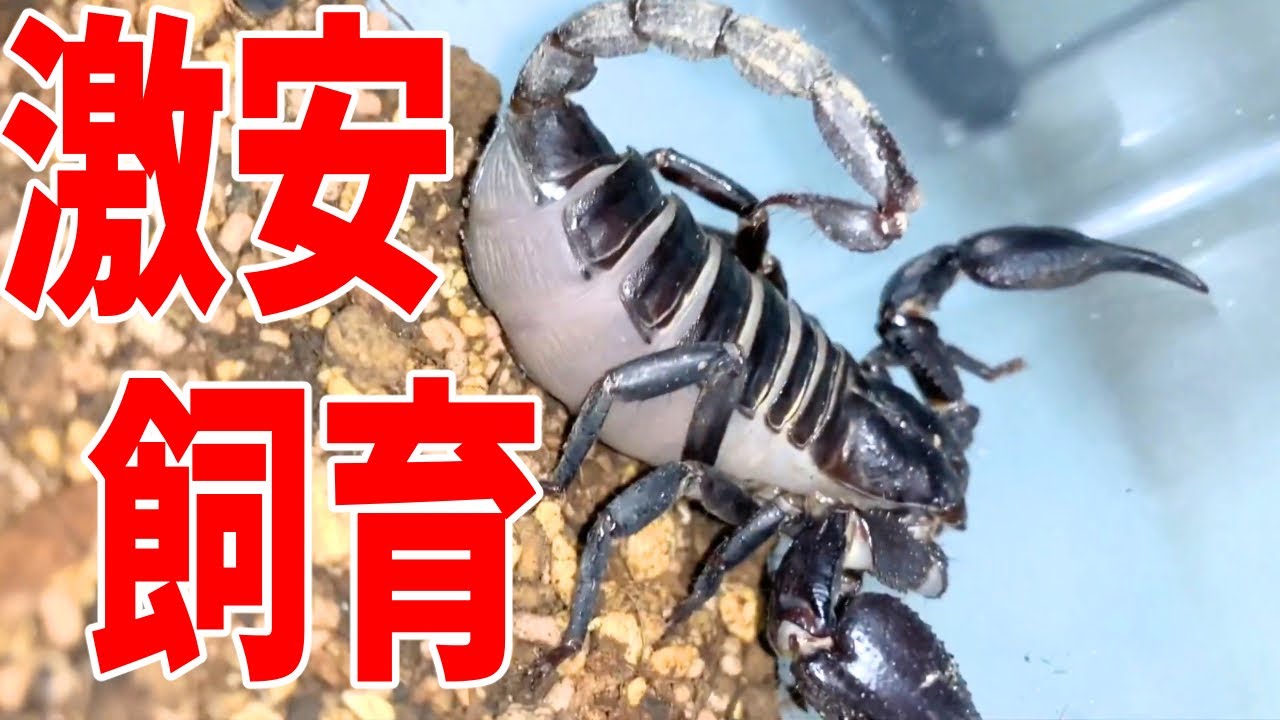 １００均商品だけで始められるサソリの簡単な飼い方