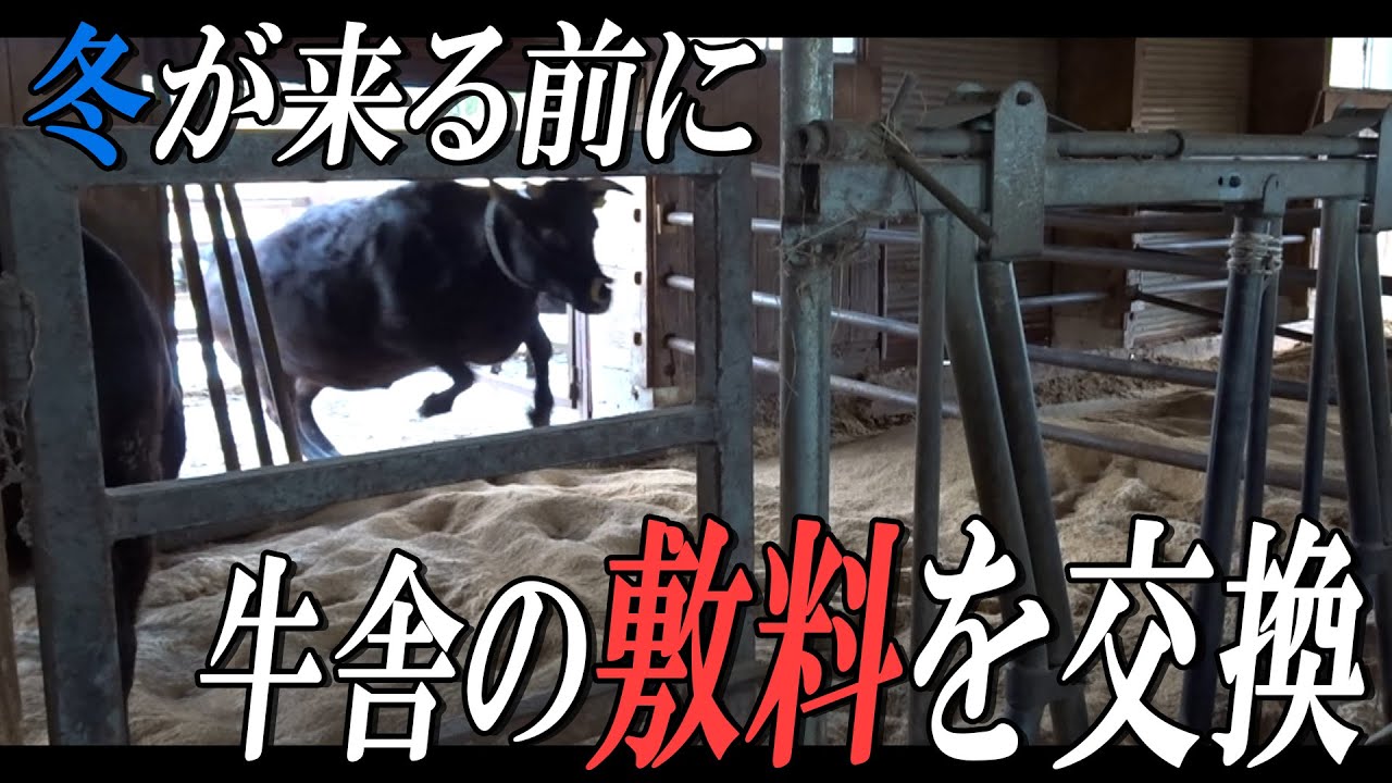 【牛舎】寒くなる前に寝床の敷料を交換するぞ【農作業】