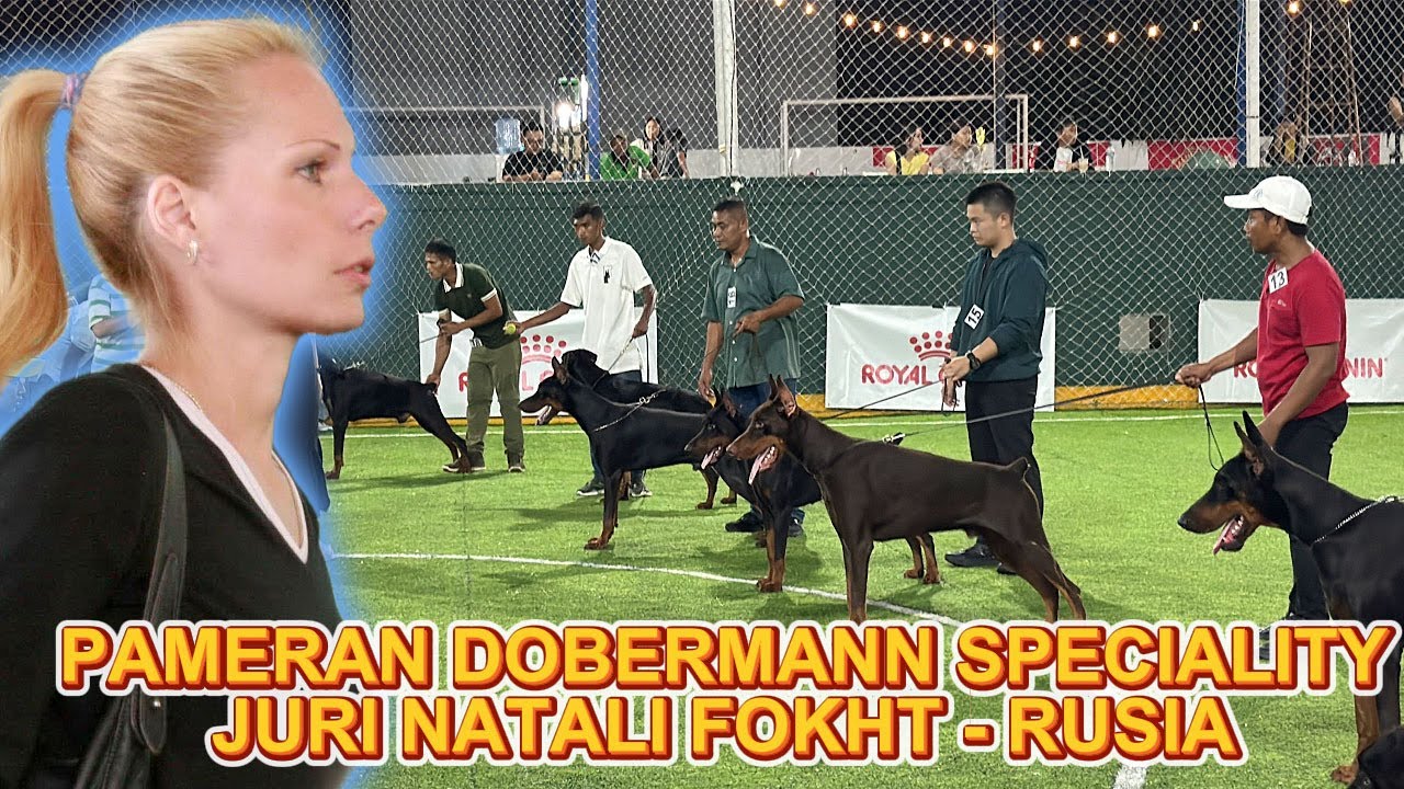 Pameran Anjing Dobermann Speciality - Juri Natali Fokht Rusia - 17 Januari 2026
