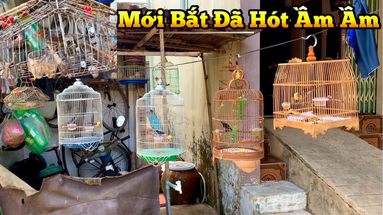 Bắt Được Chim Sâu Đầu Đỏ Siêu Dạng Mới Bắt Đã Hót Như Chim Mồi Và Một Em Huýt Cô | Chiểu Trần Vlog