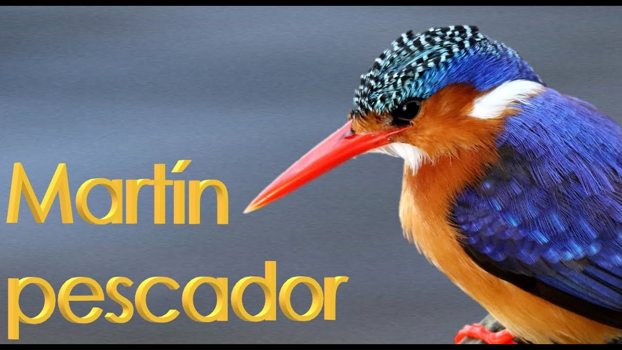 Martín pescador / Clase Aves