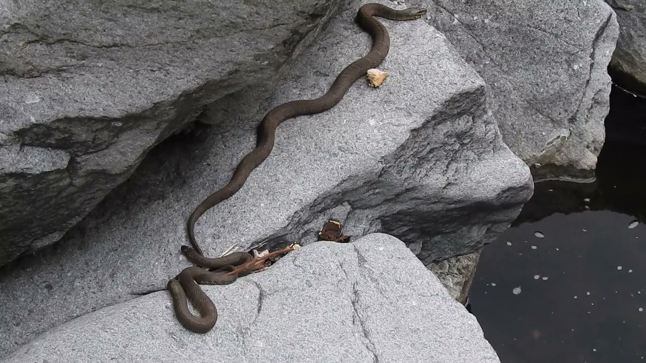 Capital Naturalist: Northern Watersnakes