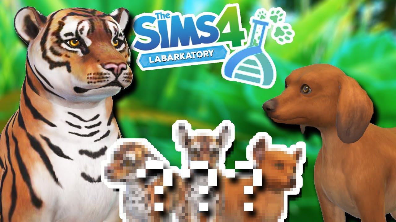 A Litter of TIGER x DACHSHUND Cross-Breeds?! 🐯💕🐶