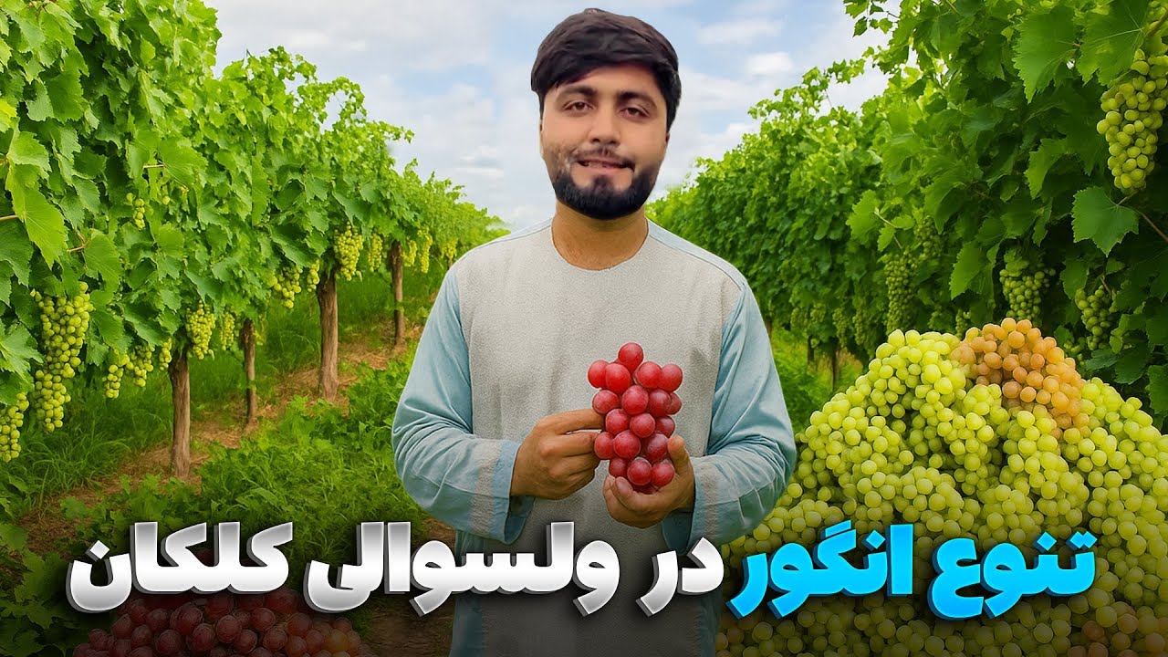 گزارش ویژه از افزایش حاصلات انگور و تنوع آن در ولسوالی کلکان